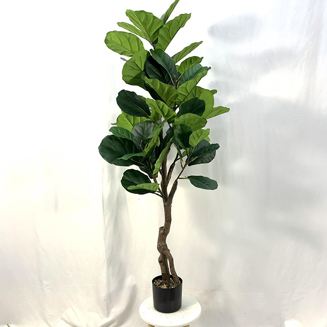 QH27G3146 琴叶榕高150cm.jpg