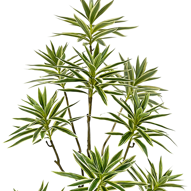 Artificial 72inch Dracaena Reflexa Plants for Indoor & Outdoor with Pot (182 Cm Tall）