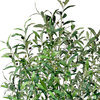 98inch Faux Olive Tree Tall,Olive Trees Artificia Indoor with White Planter for Home Office Living Room Bedroom Stairs Foyer Decor