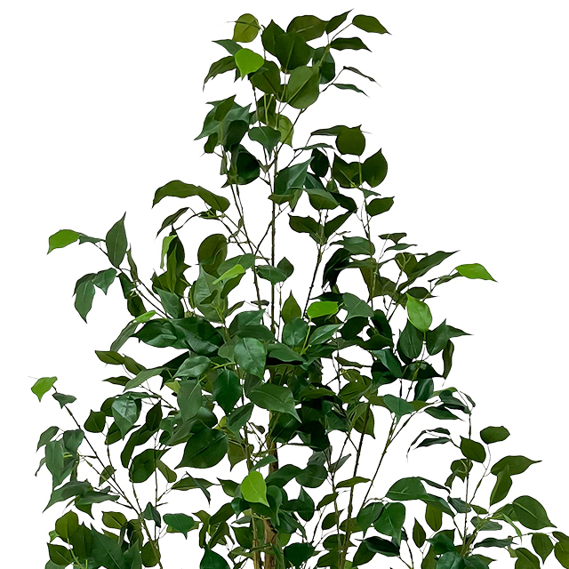  Artificial 71inch Ficus Trees with Realistic Leaves And Natural Trunk, Faux Ficus Tree with Sturdy Plastic Nursery Pot
