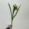 Cream White with Orange-Yellow Ruffled Center,3-Head Single Stem Artificial Daffodil