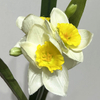  Cream White with Bright Yellow Ruffled Center,3-Head Single Stem Artificial Daffodil