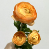 3-Head Single Stem Artificial Ranunculus, Golden Yellow-Orange Bi-Color