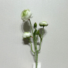 3-Head Single Stem Artificial Ranunculus, Cream-Light Green Ombré