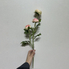 Artificial Gradient Cream-Pink Multi-Bloom Ranunculus Stem
