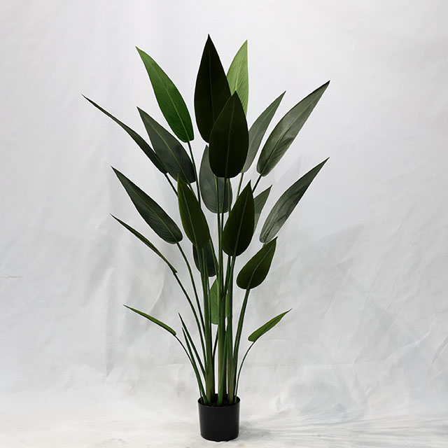 QH27G3112 140cm20叶美人蕉.JPG