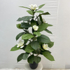Artificial Magnolia Tree (Faux Magnolia grandiflora / Southern Magnolia Tree)