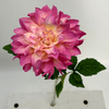 Single Head Artificial Dahlia, Blush Pink with Creamy Yellow Center