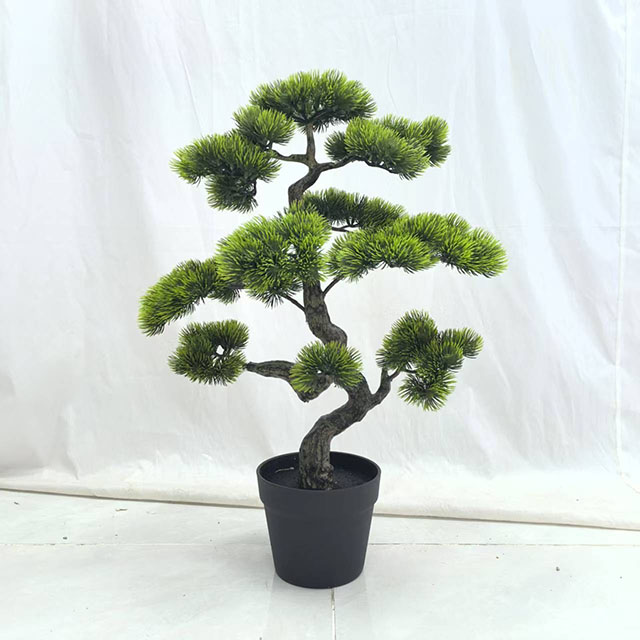 QH27G3242 高60cm冠幅50cm.jpg