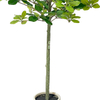 Artificial Tung Tree 59'' Realistic Faux Green Plant for Home and Office Decoration