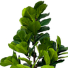 Artificial Fiddle Leaf Fig Tree 59inch Tall Fake Plant with Pot