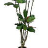  Artificial 71inch Plant Magnolia Tree, Artificial Potted Ornamental Tree, Artificial Tree Suitable for Home Office Decoration