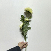 3-Head Single Stem Artificial Ranunculus, Cream-Light Green Ombré.