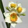 Cream White with Orange-Yellow Ruffled Center,3-Head Single Stem Artificial Daffodil