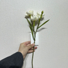 3-Head Single Stem Artificial Daffodil, Pure White with Yellow Center
