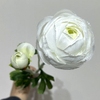 Artificial Pure White Ranunculus Stem