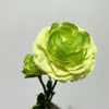 Artificial Gradient Green Ranunculus Stem