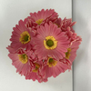 Artificial Blush Pink Gerbera Daisy Stem Bundle
