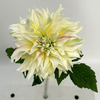 Single Head Artificial Dahlia, Cream Yellow with Blush Pink Tips