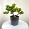 Artificial Bonsai Tree (Faux Pine / Cypress / Podocarpus Bonsai)