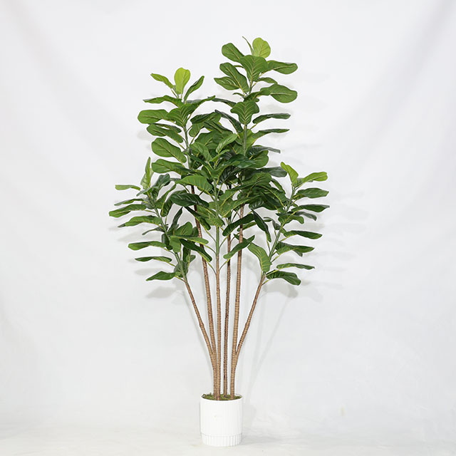 QH27G3162 180cm4杆琴叶榕做货黑色直筒盆.JPG