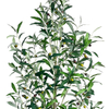 60inches Fake Plastic Olive Tree , Pre Potted Faux Greenry Plant for Home Decor
