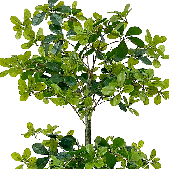 Artificial 51-Inch Polyscias (Ming Aralia) Tree – Realistic Faux Greenery Potted Plant, Plastic Fake Bonsai Tree 