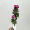 3-Head Single Stem Artificial Ranunculus, Vibrant Hot Pink Ombré