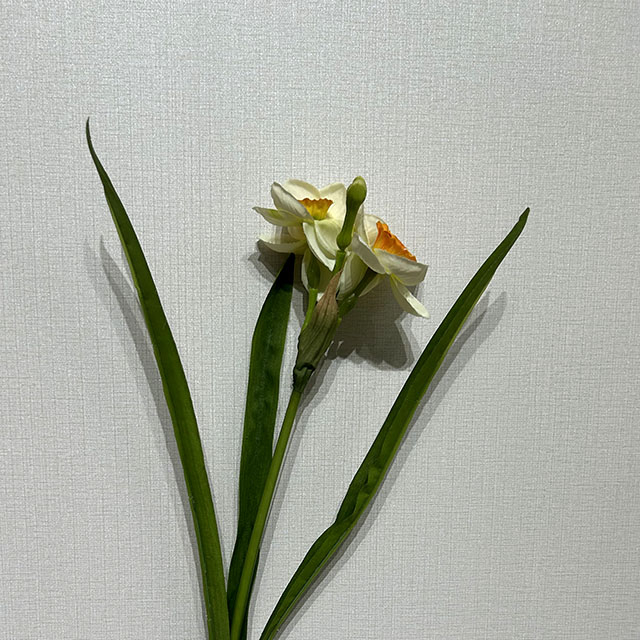 Cream White with Orange-Yellow Ruffled Center,3-Head Single Stem Artificial Daffodil