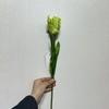 Artificial Frilly Light Green Tulip Stem