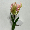 Artificial Frilly Blush Pink & Cream Parrot Tulip Stem