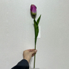 .Artificial Two-Tone Purple & White Tulip Stem, Long Stem with Foliage.