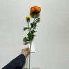 Artificial Gradient Orange-Yellow Ranunculus Stem