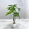 Artificial Fortune Tree