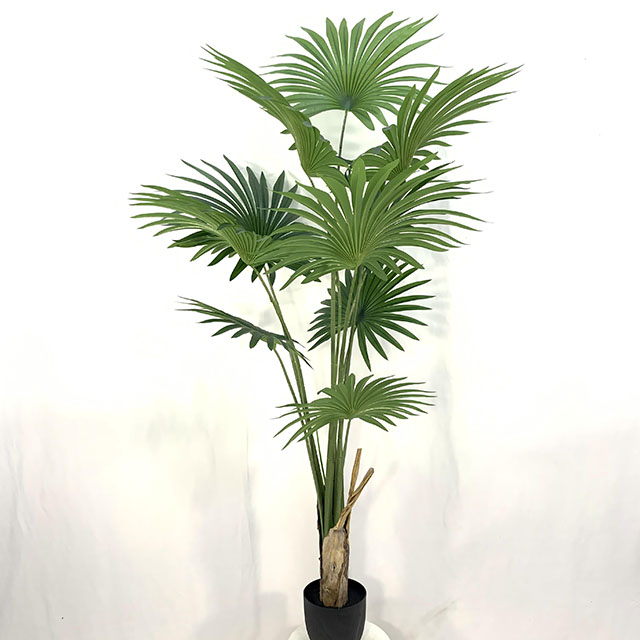 QH27G3203 散尾葵180cm.jpg