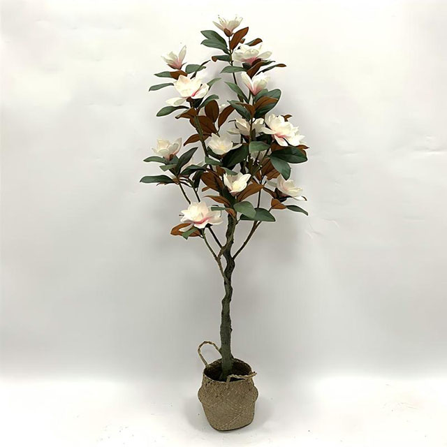QH27G3252 玉兰花树150cm.jpg