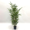 Artificial Bamboo Tree (Faux Lucky Bamboo / Phyllostachys Bamboo Tree)