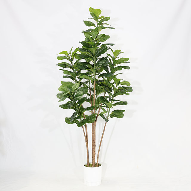 QH27G3164 210cm4杆琴叶榕做货黑色直筒盆.JPG