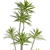 Artificial Dracaena Reflexa Plants for Indoor & Outdoor with Pot (63inch)