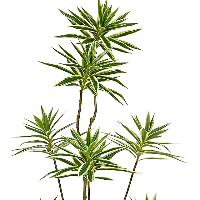 Artificial Dracaena Reflexa Plants for Indoor & Outdoor with Pot (63inch)
