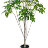 Resistant Ficus Tree Artificial 60inch Faux Ficus Tree with Realistic Smooth Trees Indoor Outdoor