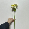 3-Head Single Stem Artificial Daffodil, Cream White with Yellow-Green Ruffled Center