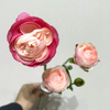 3-Head Single Stem Artificial Ranunculus, Hot Pink-Blush Bi-Color Ombré with Buds