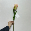 Artificial Frilly Blush Pink & Cream Parrot Tulip Stem