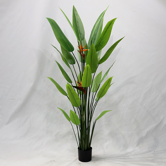 QH27G3114 160cm25叶胶片天堂鸟.JPG