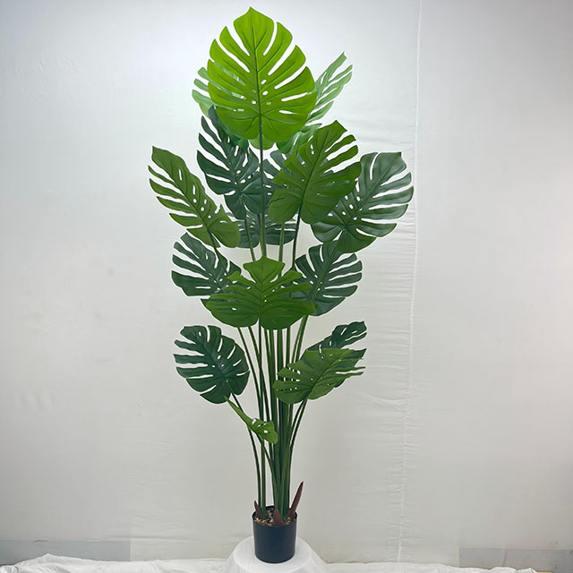 QH27G3064 龟背树180cm16叶.jpg