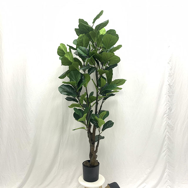 QH27G3147 琴叶榕高180cm.jpg