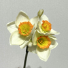 3-Head Single Stem Artificial Daffodil, Cream White with Orange-Yellow Ruffled Center
