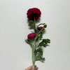 3-Head Single Stem Artificial Ranunculus, Vibrant Magenta Pink with Green Center