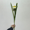  Cream White with Bright Yellow Ruffled Center,3-Head Single Stem Artificial Daffodil